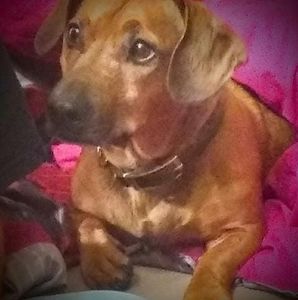 Meet your Posher, David